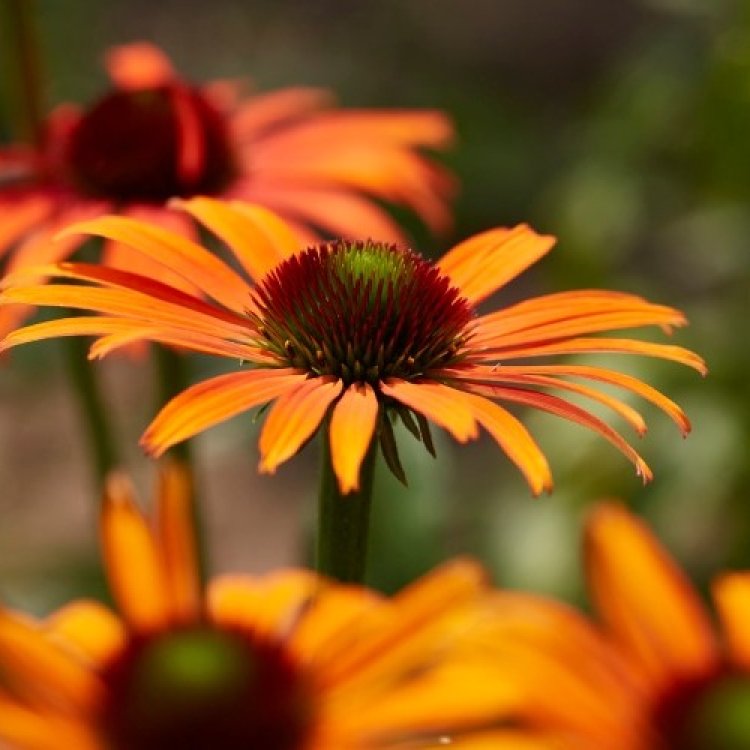 Echinacea purpurová (Echinacea purpurea) ´SKIPPER ORANGE´® kont. C1L